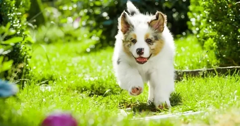 A playful Australian Shepherd puppy dashes across the grass, focused on a ball in its path.